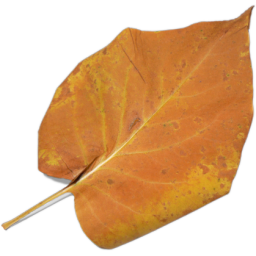 The BookBase logo: A leaf