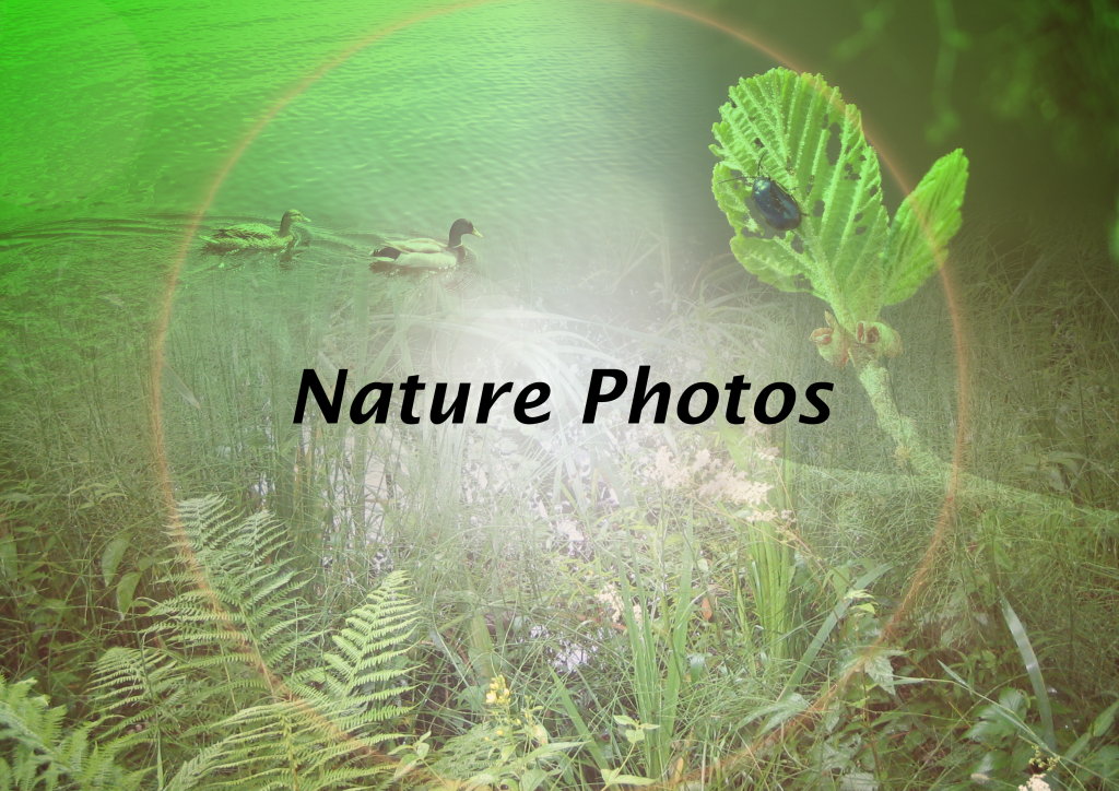 Nature photos